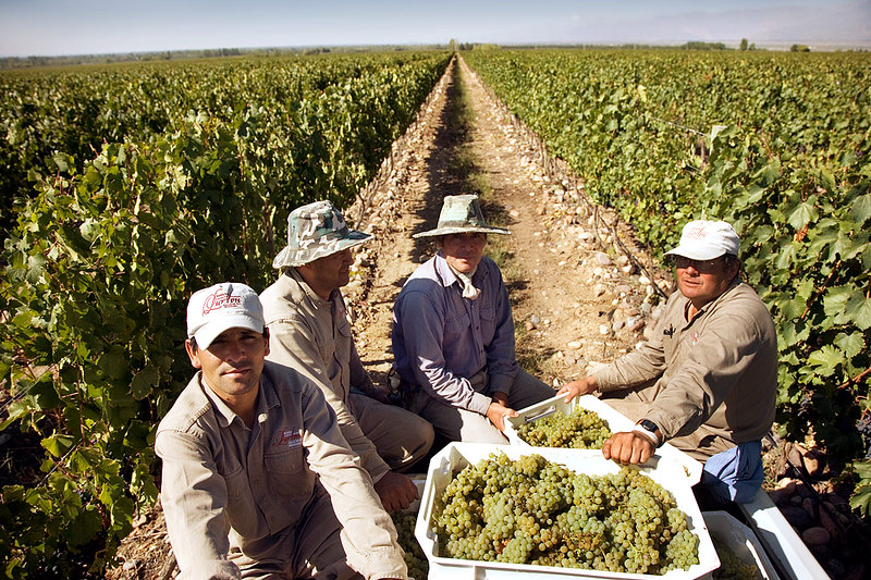 photo of people harvesting grapes