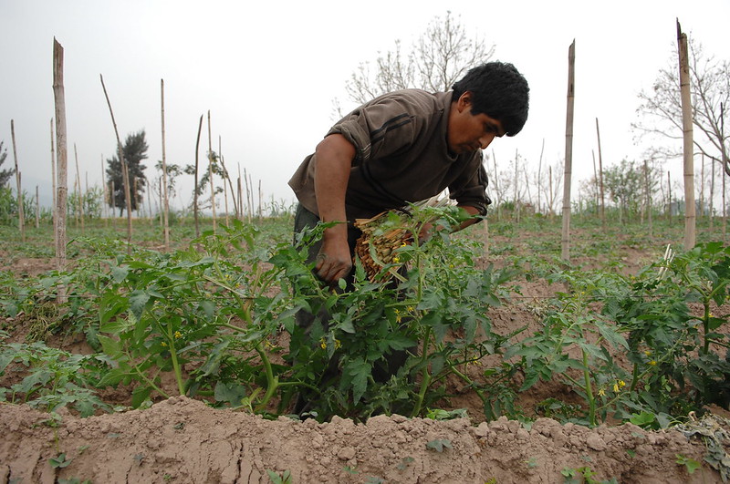 photo of person harvesting strawberries