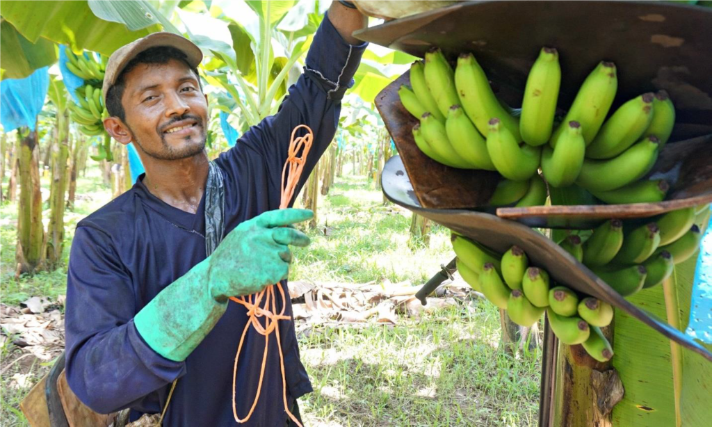 A green-gloved banana worker smiles at the camera while picking green bananas on a plantation.